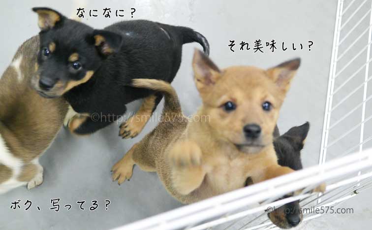 倉敷市保健所の犬、お店ドアブログ