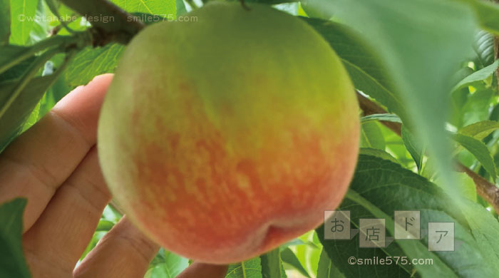 「MOMONA(ももな)ピーチファーム」で桃を収穫｜お店ドア