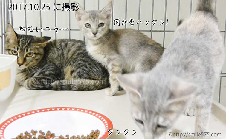 倉敷市保健所で里親を待つ猫、お店ドアブログ